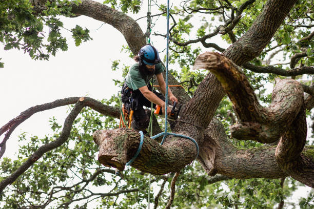 Best Tree Removal  in South Bound Brook, NJ