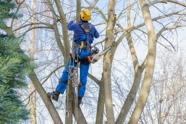 Best Lawn Disease Treatment  in South Bound Brook, NJ