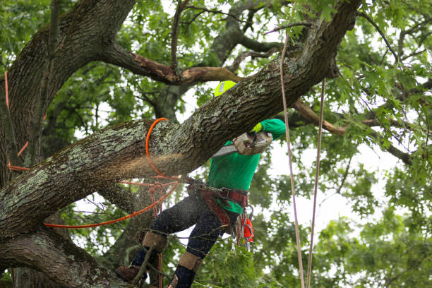 Best Tree Disease Treatment  in South Bound Brook, NJ