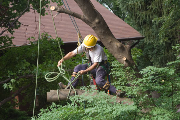 Best Tree Maintenance Programs  in South Bound Brook, NJ