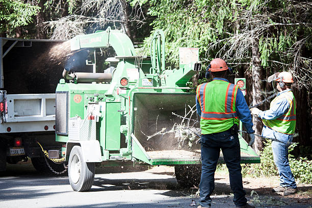 Best Tree and Shrub Care  in South Bound Brook, NJ