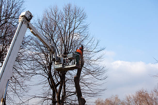 Best Tree Health Inspection  in South Bound Brook, NJ